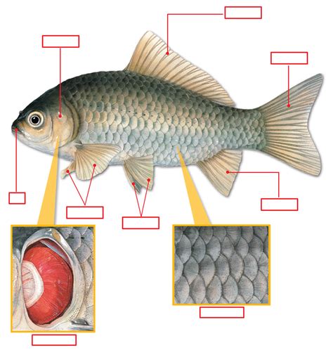 魚的一生|魚類(脊椎動物的一個分類):外形特徵,形態,魚鰭,皮膚,魚鱗,骨骼,肌。